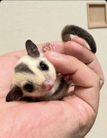 フクロモモンガ プラチナ【栃木県・女の子・2026年5月24日生まれ
