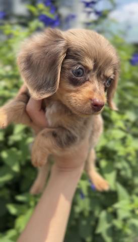 \ 💎🐶Petit Bijou Puppies🐶💎 /の外観