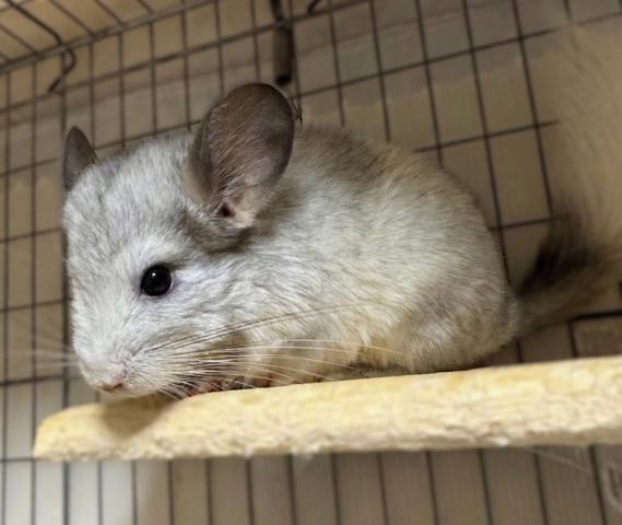 チンチラ モザイク 今月末まで！大特価【愛知県・男の子・2026年3月16