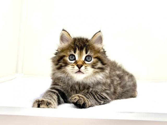 マンチカン473 - 子犬や子猫たちのペット販売情報が満載「ペット
