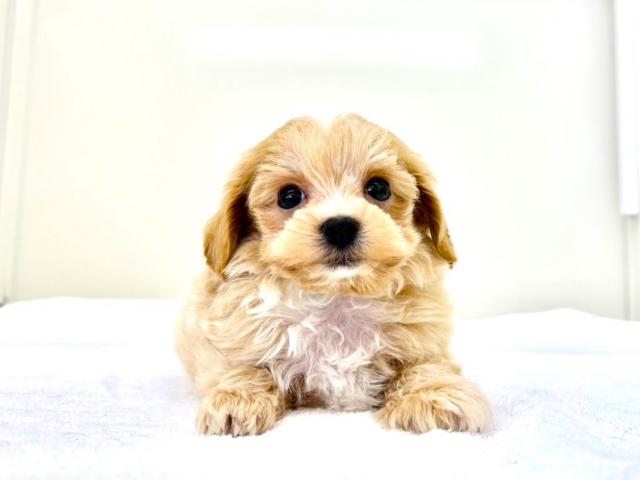 MIXトイプードル×マルチーズ 193 - 子犬や子猫たちのペット販売情報が