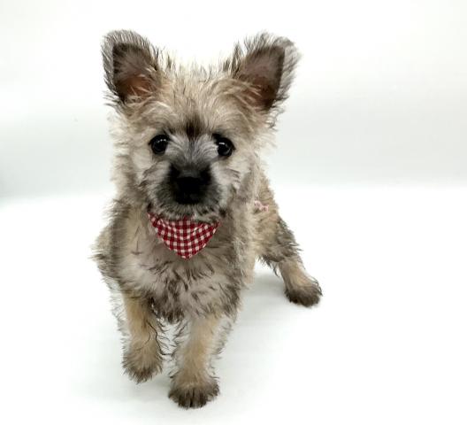 MIXポメラニアンxミニチュアシュナウザー - 子犬や子猫たちのペット