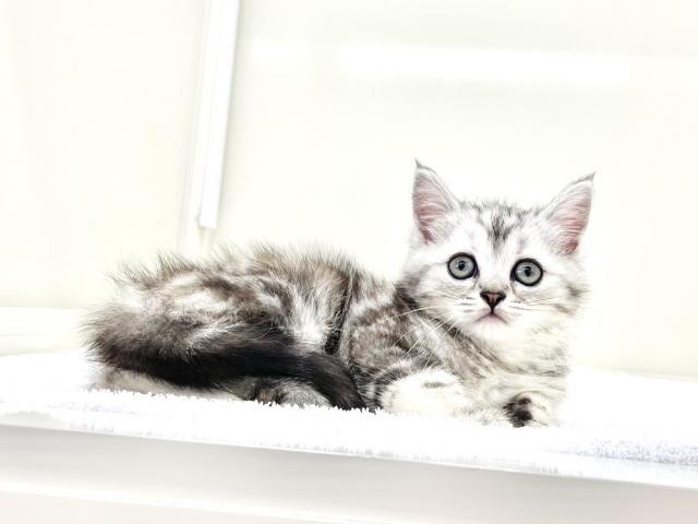 マンチカン490 - 子犬や子猫たちのペット販売情報が満載「ペット