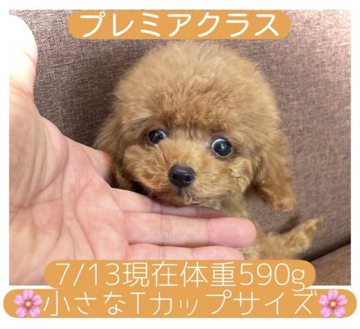 トイプーママ様 トイプードル【サマーセール開催中】 Tカップサイズ確定の子【プレミア