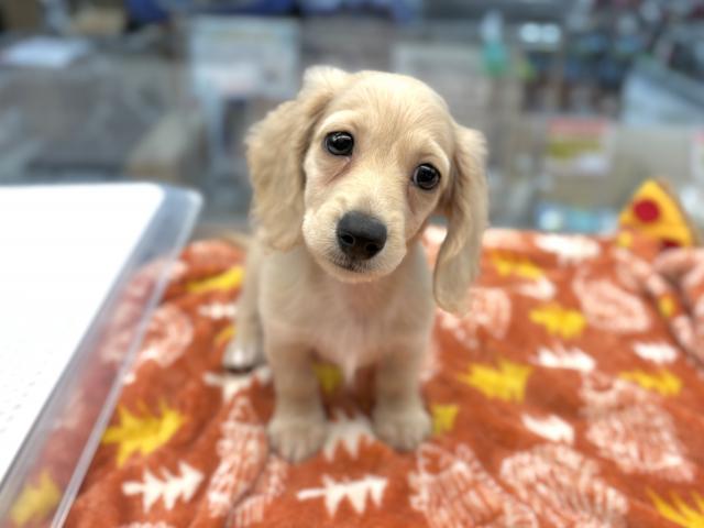 ミニチュアダックスフンド - 子犬や子猫たちのペット販売情報が満載