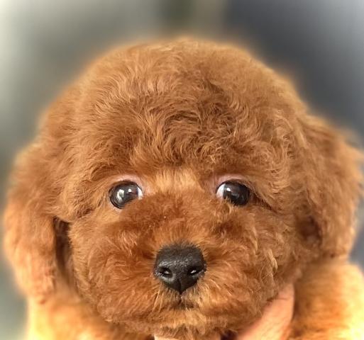 トイプードル【Puppyフェア開催中】ラストサマー特価【90,000円
