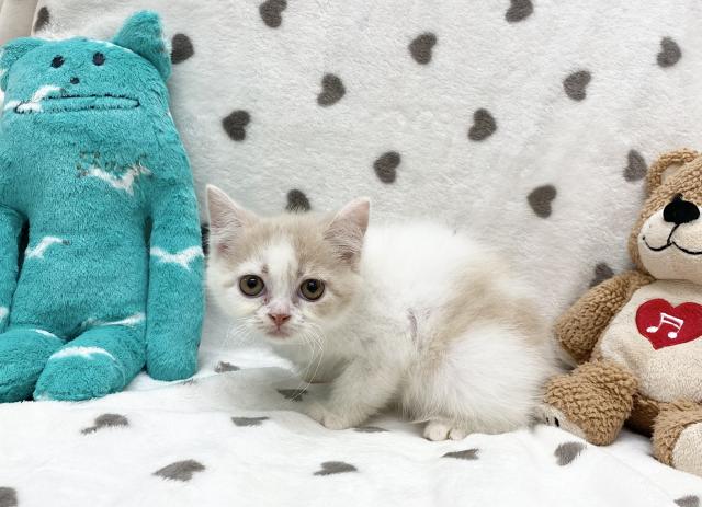 セルカークレックス - 子犬や子猫たちのペット販売情報が満載「ペット