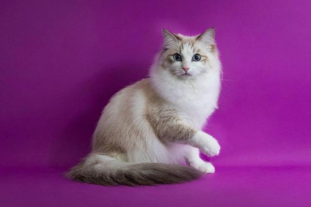 Lovely catの外観