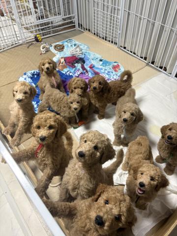 SMILE DOGの外観