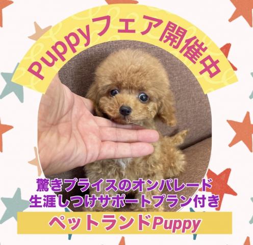 💕ペットランドPuppy💕ブリーダー直販店💕の外観