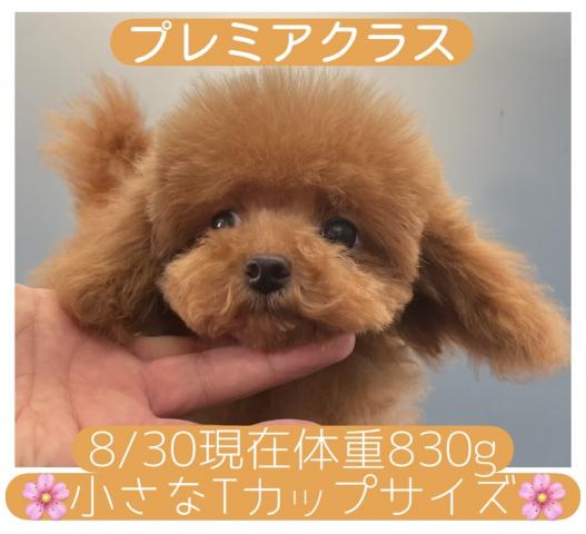 トイプードル【Puppyフェア開催中】ラストサマー特価【190,000円】T