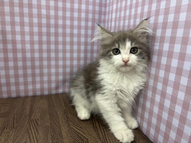 ノルウェージャンフォレストキャット