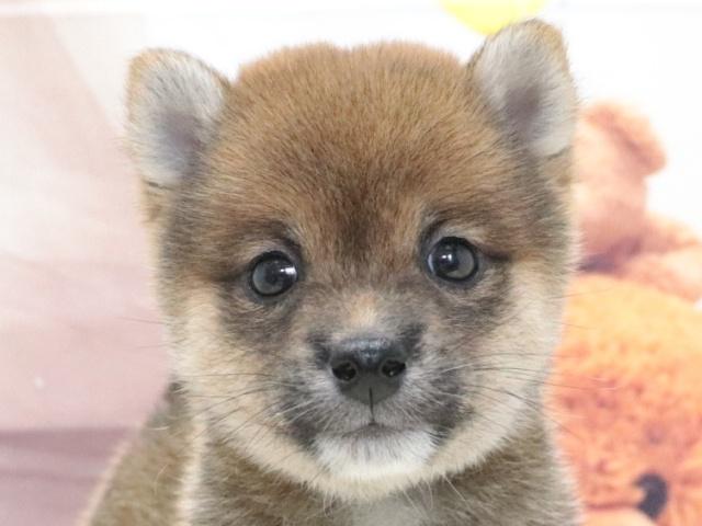豆柴【大阪府・男の子・2026年6月2日生まれ】 - ペットステーション