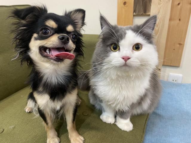 パピーヴィレッジ シラコバト（平 ほの花ブリーダー）＠埼玉県春日部市の外観
