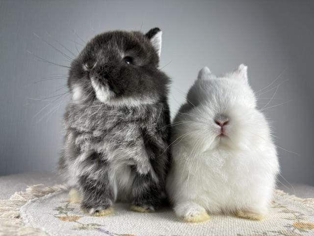 LORIS RABBITRYの外観