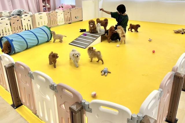 プレスクール ロドス(梶 匡伸ブリーダー)@神奈川県横浜市金沢区の外観