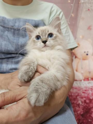 サイベリアン💙とっても甘えん坊♪ブルーの瞳が魅力のゴールデンリンクスポイント