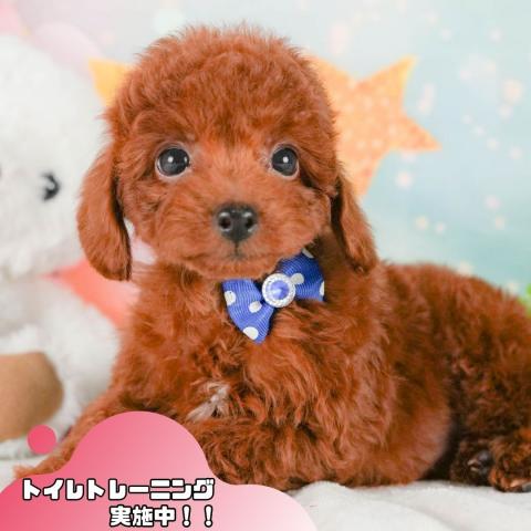 トイプードル【静岡県・男の子・2026年7月13日生まれ】 - ペット