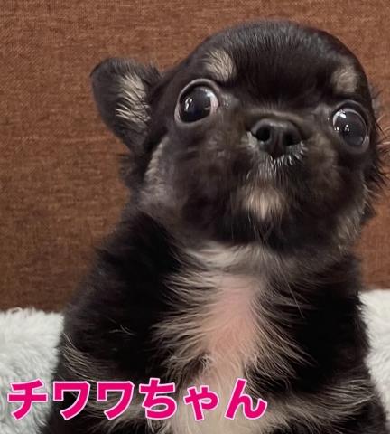 えっこ　チワワちゃん小物入れ チワワ（ロングコート）【Puppyフェア開催中】小さなチワワちゃん🌴お