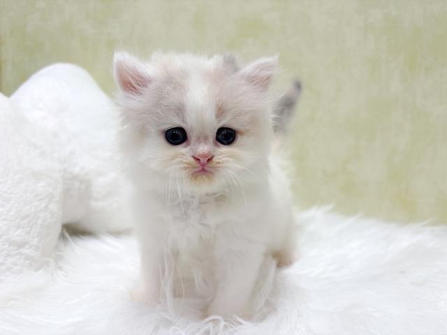 ミントグリーン様御予約❤元気いっぱいラガマフィン子猫♡くっくちゃん♡アートドール ラガマフィン【東京都・女の子・2026年8月23日生まれ】 - ペット