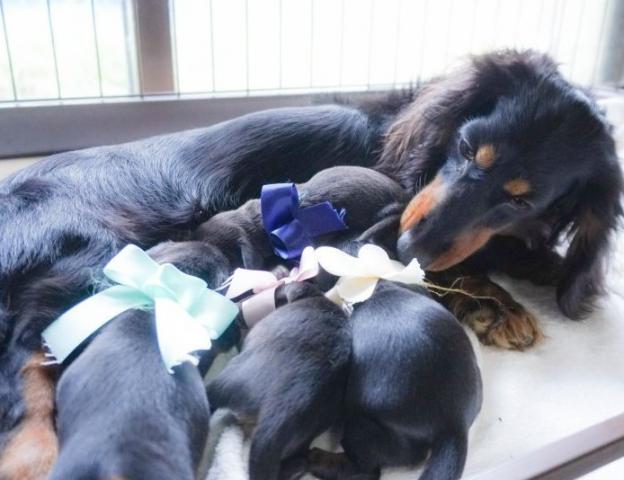 パピーヴィレッジ ヤマドリ(石橋 愛佳子ブリーダー)@群馬県前橋市の外観